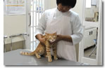 猫の健康診断キャンペーン